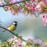 Steph #PESCO profil fotoğrafı