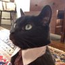Contrarian's profile picture