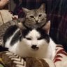 yako's profile picture