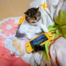 みーこ profil fotoğrafı