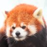 Фото профиля くまねこパラダイス