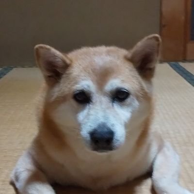 サクラ🌸's profile picture