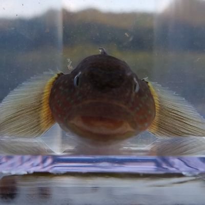 かわもぐり's profile picture