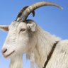 Profilbild von One more GOAT