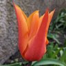 Gill Dickson profil fotoğrafı