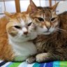@MG ミルクティー's profile picture