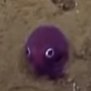 Profilbild von Squid