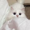 بلوقر ملاك🪽🤍.. profil fotoğrafı