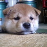 aruerue's profile picture