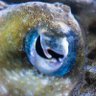 👁️ of the Squid's profile picture