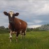 Profilbild von 🚜🐄 🧢Bruce🧢 🐄🚜