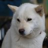 🐺豆腐破壊魔 profil fotoğrafı