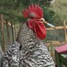 Profilbild von Rooster Cockburn