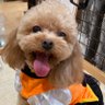 Profilbild von トワ
