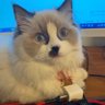 Фото профиля Tom