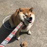 Thicc Boi profil fotoğrafı