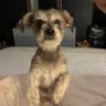 Gizmo Sprinkles Crenshaw's profile picture