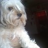 Profilbild von Mutt