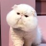 มุ้แงง's profile picture