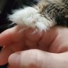 Фото профиля 🇺🇸 Thöm Frost 𝕏