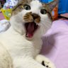 さくりん 的头像