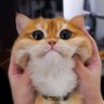 kocheng's profile picture