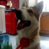 Foxy Dog profil fotoğrafı