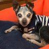 サスケ🐾❤🐶🌈まま𓃗💕 profil fotoğrafı