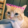 Фото профиля txt from meong