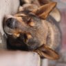 sprinkled lemon's profile picture