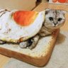Purrito's profile picture