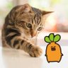 🍑ネコルート🐾's profile picture