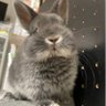 Фото профиля うさぎのすず