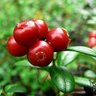 Cranberry 的头像