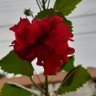 Фото профиля Roberth Flores
