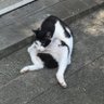 Profilbild von nekodeth