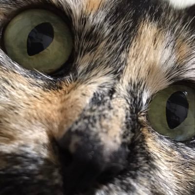 nekogasuki_0220's profile picture