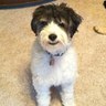 Tony Patterson profil fotoğrafı