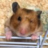 かつおのにぼし 的头像