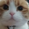 ちびねこ profil fotoğrafı