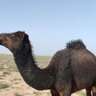 Фото профиля سبيكة ذهب