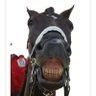horseinaround profil fotoğrafı