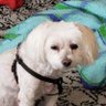 Profilbild von Poch lover