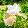 MT Bee profil fotoğrafı