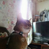 Profilbild von あんまま