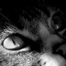 Profilbild von 🐈‍⬛🐈🐈