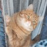 Arcturus Max's profile picture