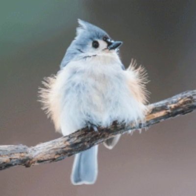Titmousie2's profile picture