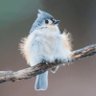 Titmouse 🐦 profil fotoğrafı