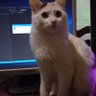 VaneDev; profil fotoğrafı